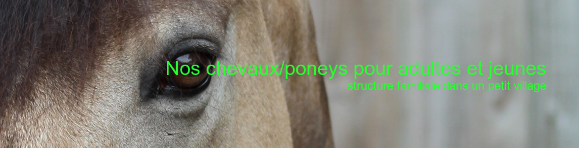 Nos chevaux/poneys pour adultes et jeunes